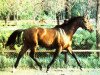 stallion Aden xx (Thoroughbred, 1975, from Dersky xx)