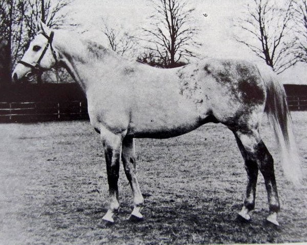 stallion Quorum xx (Thoroughbred, 1954, from Vilmorin xx)