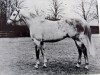 stallion Quorum xx (Thoroughbred, 1954, from Vilmorin xx)