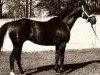 stallion Parysow xx (Thoroughbred, 1969, from Quorum xx)