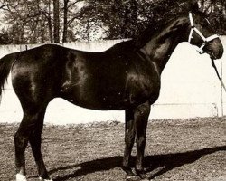 stallion Parysow xx (Thoroughbred, 1969, from Quorum xx)