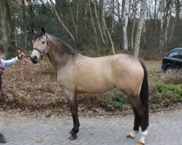 broodmare Derbina Gold WE (German Riding Pony, 2010, from Calvin Klein 23)