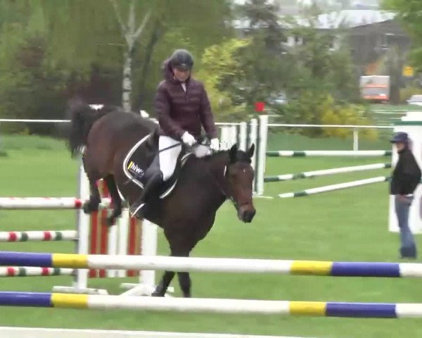 Reit- und Springturnier Brackenheim 2013