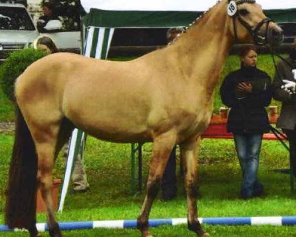 broodmare Skyline (German Riding Pony, 2005, from Dreamcatcher)