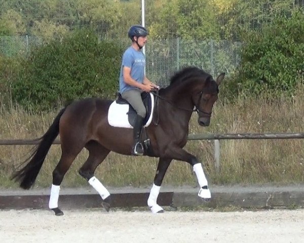 dressage horse Donnerlittchen 50 (Hanoverian, 2009, from Don Frederico)