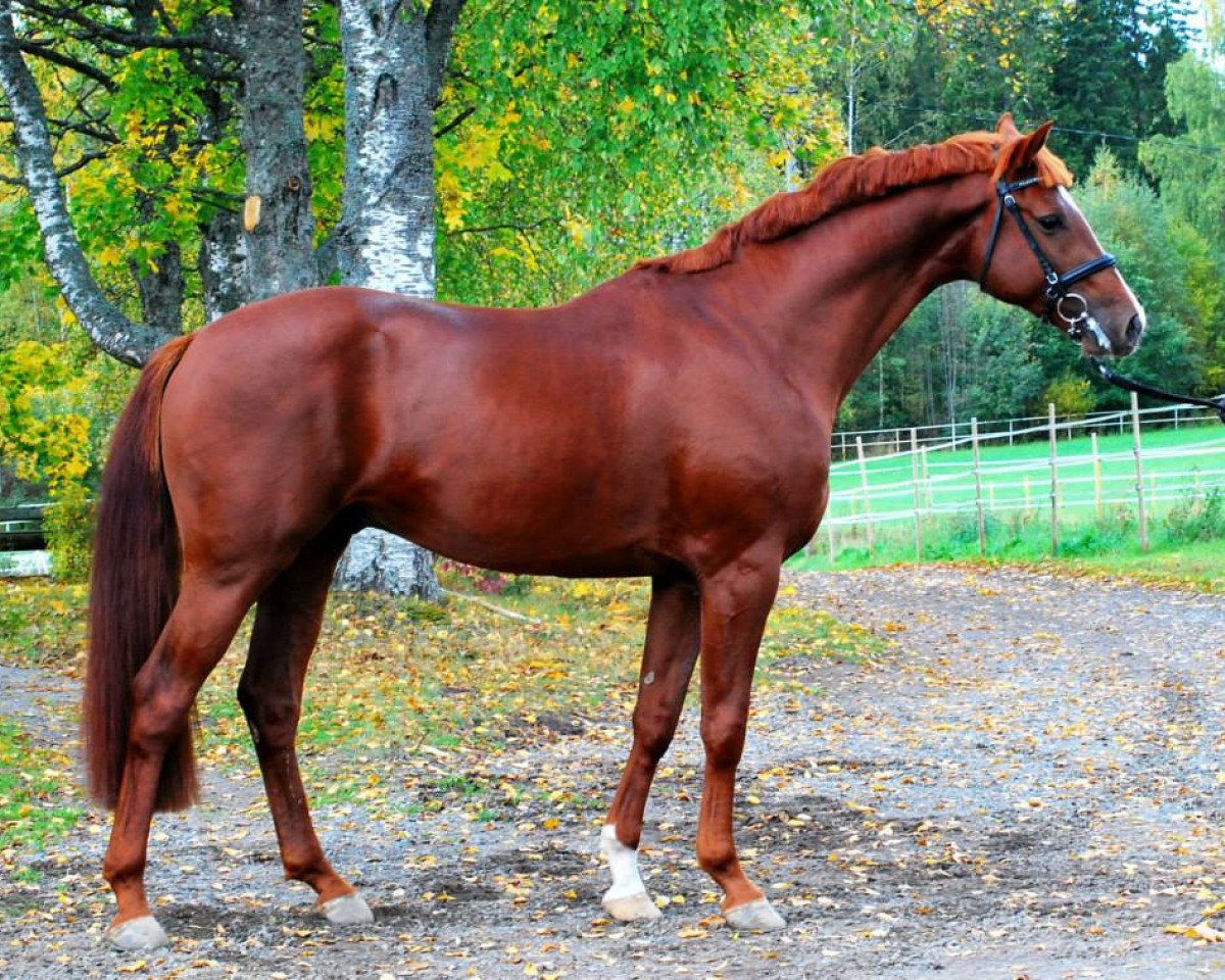 dressage horse Floris Crusador 172 FIN (Hanoverian, 2010, from Fuechtels Floriscount OLD)