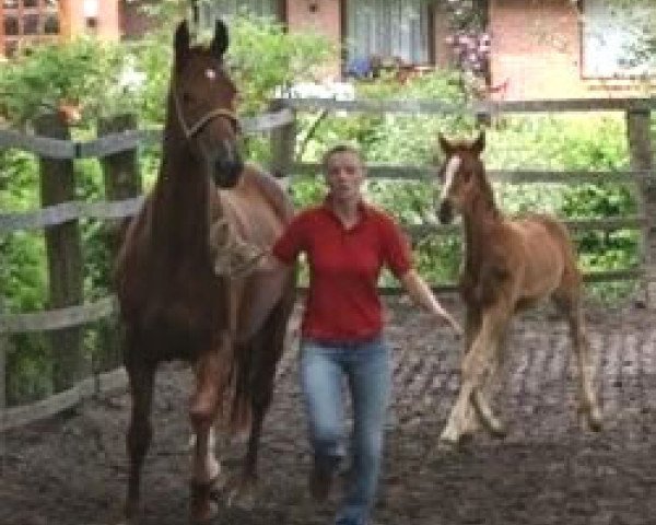 broodmare Little sister (Hanoverian, 1999, from Lauries Crusador xx)