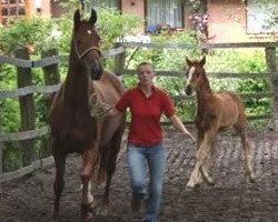 broodmare Little sister (Hanoverian, 1999, from Lauries Crusador xx)