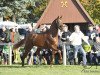 stallion Floris Rubin (Hanoverian, 2011, from Fuechtels Floriscount OLD)