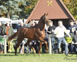 stallion Floris Rubin (Hanoverian, 2011, from Fuechtels Floriscount OLD)