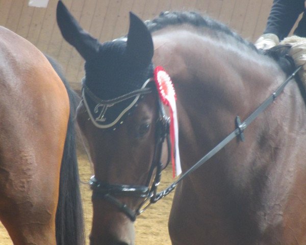 horse Talismann 91 (Trakehner, 2007, from Gipsy King)