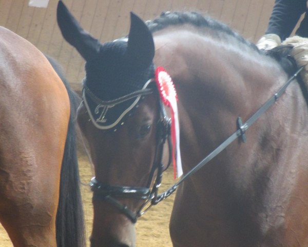 Pferd Talismann 91 (Trakehner, 2007, von Gipsy King)