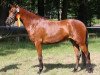 broodmare Samba de Ricarda (German Riding Pony, 2008, from Wengelo's Ricardo)