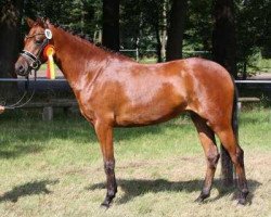 broodmare Samba de Ricarda (German Riding Pony, 2008, from Wengelo's Ricardo)