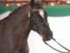 horse Proud Ballack WE (German Riding Pony, 2004, from Black Dancer)