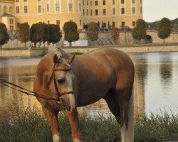 dressage horse Carlsson WE (German Riding Pony, 2007, from Joldis Charmant)