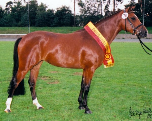 broodmare Sophie (German Riding Pony, 1999, from Dressman)