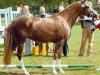 broodmare Symphonie (German Riding Pony, 2003, from Halifax)