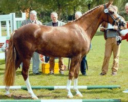 broodmare Symphonie (German Riding Pony, 2003, from Halifax)