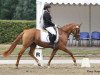 broodmare Daddy's Divine (German Riding Pony, 2010, from FS Don't Worry)