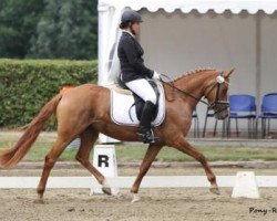 Dressurpferd Daddy's Divine (Deutsches Reitpony, 2010, von FS Don't Worry)