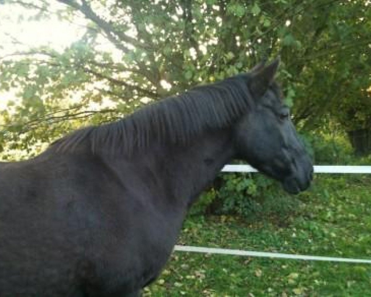 broodmare Paula B (German Riding Pony, 1996, from Power Star B)