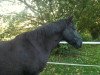 broodmare Paula B (German Riding Pony, 1996, from Power Star B)