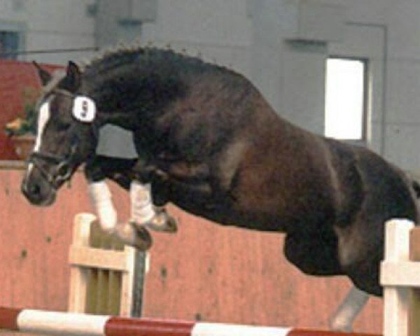 stallion No Limit 30 (German Riding Pony, 1999, from Nobody)