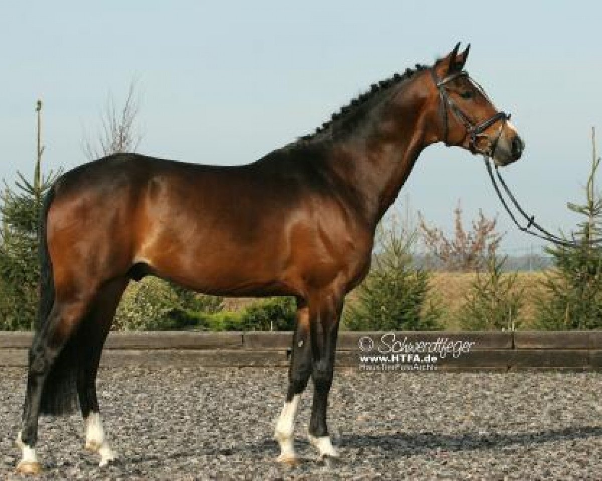 Deckhengst Now or Never (Deutsches Reitpony, 2005, von No Limit 30)