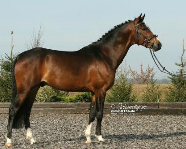 stallion Now or Never (German Riding Pony, 2005, from No Limit 30)