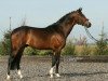 stallion Now or Never (German Riding Pony, 2005, from No Limit 30)