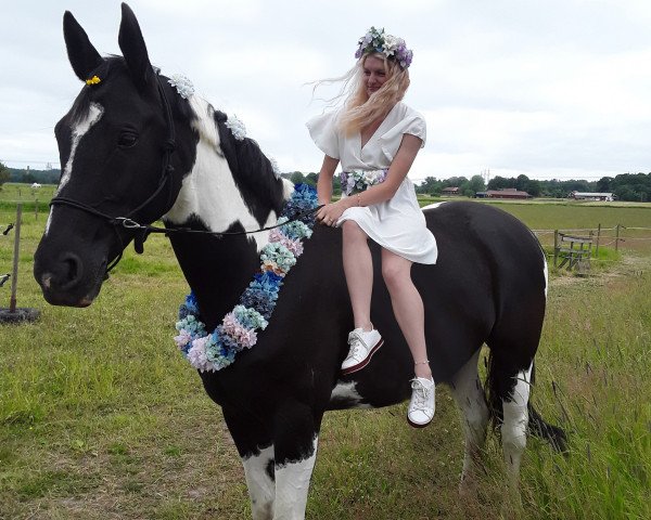 dressage horse Bella (KWPN (Royal Dutch Sporthorse), 2013, from San Amour I)