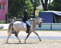 dressage horse Lettenhofs Doolittle (German Riding Pony, 2005, from FS Don't Worry)