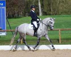 dressage horse Lettenhofs Derano Dancer (German Riding Pony, 2007, from Derano Gold)