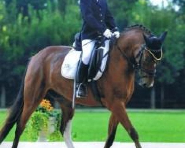 dressage horse Lettenhof's Dooraloo (German Riding Pony, 2004, from FS Don't Worry)
