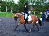 dressage horse Lettenhofs Lovely Daylight (German Riding Pony, 2007, from Derano Gold)