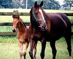 Zuchtstute Baroness (Westfale, 1980, von Bream xx)