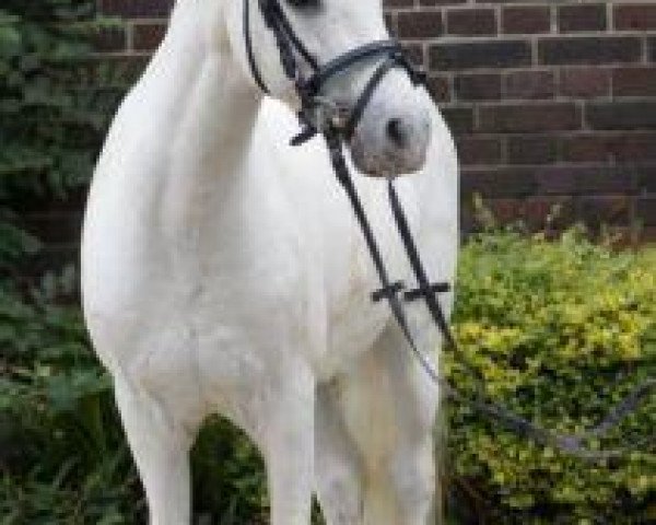 dressage horse Joscha (Welsh-Pony (Section B), 1986)