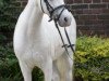 dressage horse Joscha (Welsh-Pony (Section B), 1986)