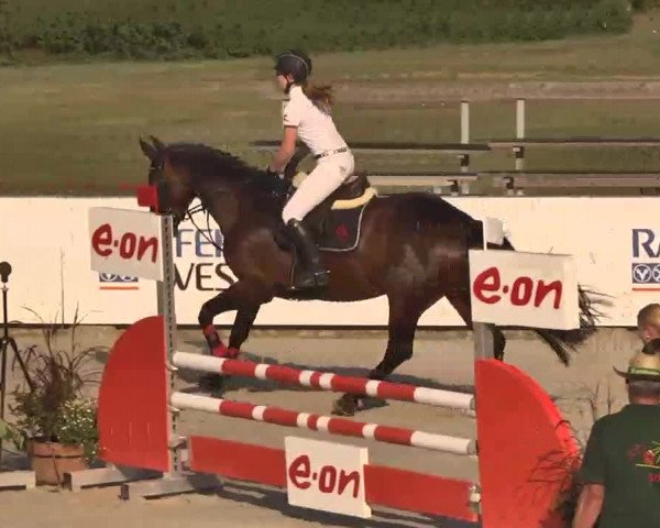 HORSE classics Killingen 2015