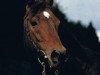 stallion Homing xx (Thoroughbred, 1975, from Habitat xx)
