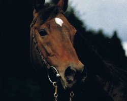 stallion Homing xx (Thoroughbred, 1975, from Habitat xx)