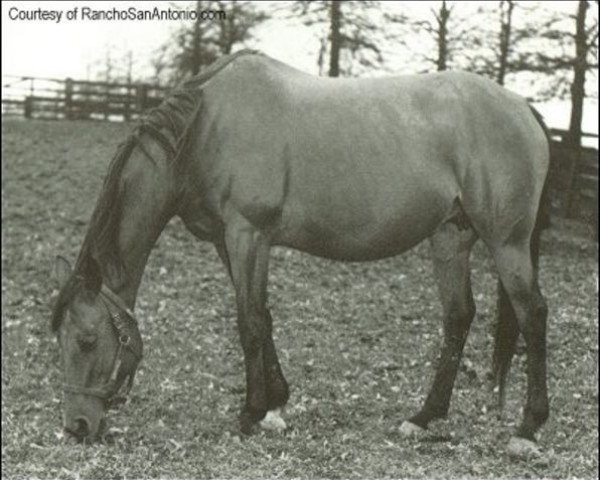 broodmare Hildene xx (Thoroughbred, 1938, from Bubbling Over xx)