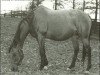 broodmare Hildene xx (Thoroughbred, 1938, from Bubbling Over xx)
