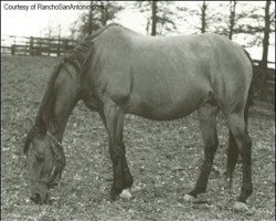 Zuchtstute Hildene xx (Englisches Vollblut, 1938, von Bubbling Over xx)