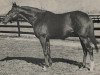 stallion Royal Gunner xx (Thoroughbred, 1962, from Royal Charger xx)