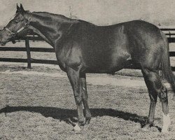 Deckhengst Royal Gunner xx (Englisches Vollblut, 1962, von Royal Charger xx)