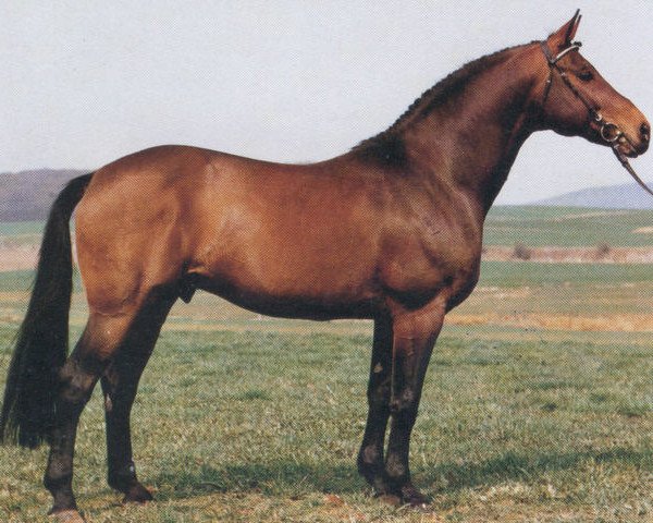stallion Tango (Hessian Warmblood, 1975, from Thor)
