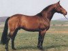 stallion Tango (Hessian Warmblood, 1975, from Thor)