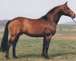 stallion Tango (Hessian Warmblood, 1975, from Thor)